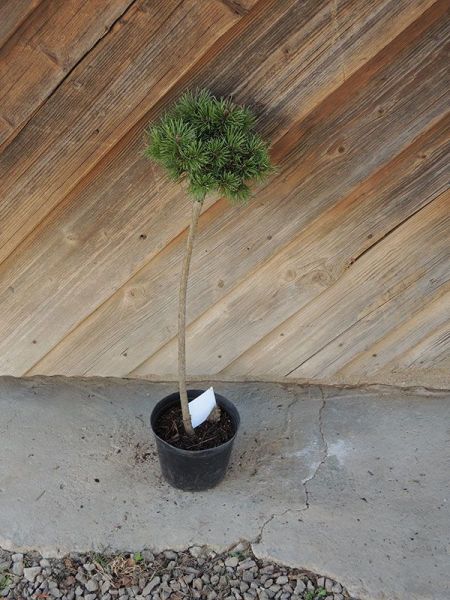 Borovice zobanitá – Pinus uncinata Compacta